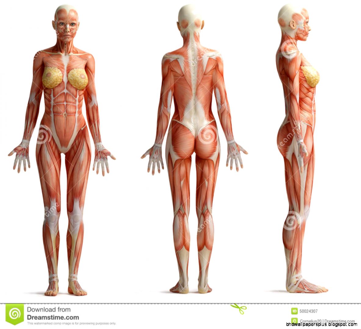 Anatomy Female Reproductive System Cutaway Royalty Free Stock Anatomy Female Reproductive System Cutaway Royalty Free Stock