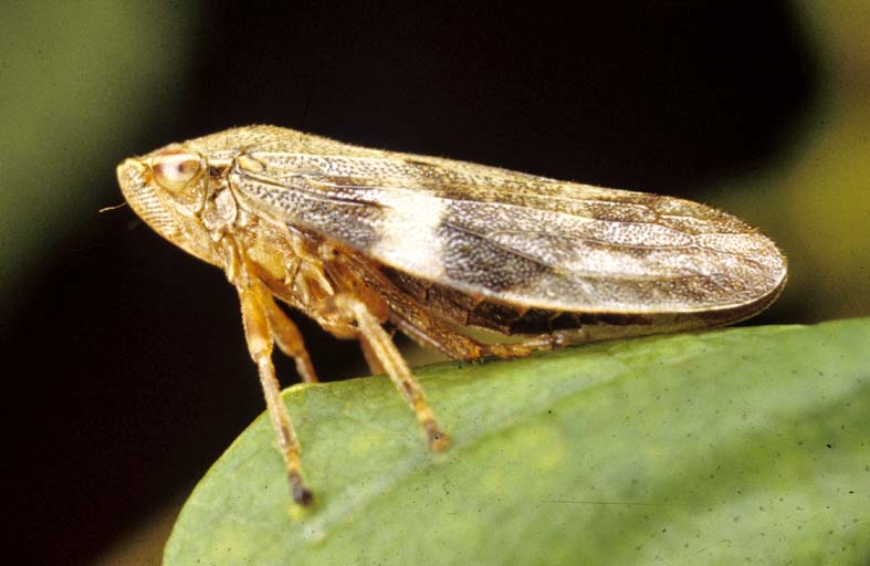 A Guide to Garden Wildlife Programme one Log Piles and Long Grass