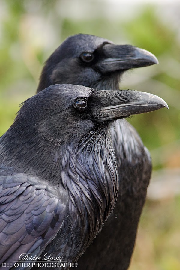 Ravens Birds Diets