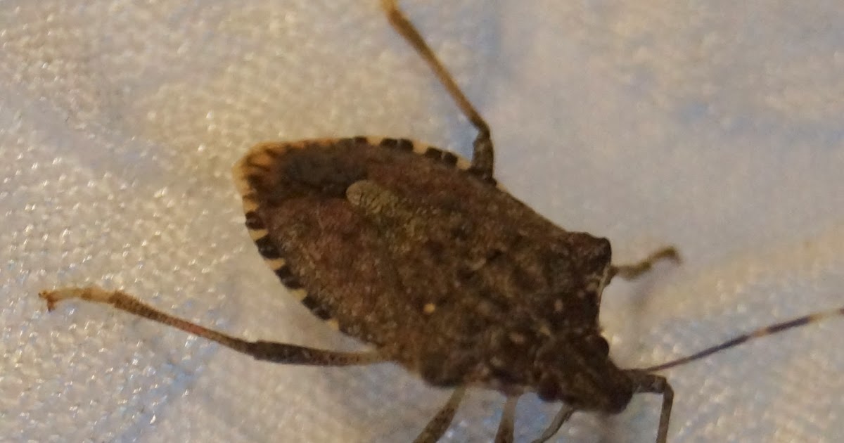 Dancing 'Cross the Country Stink Bug Hitchhikers go the Distance