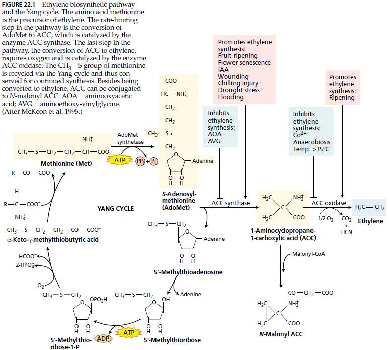 Plant Biotech Ethylene The Gaseous Hormone