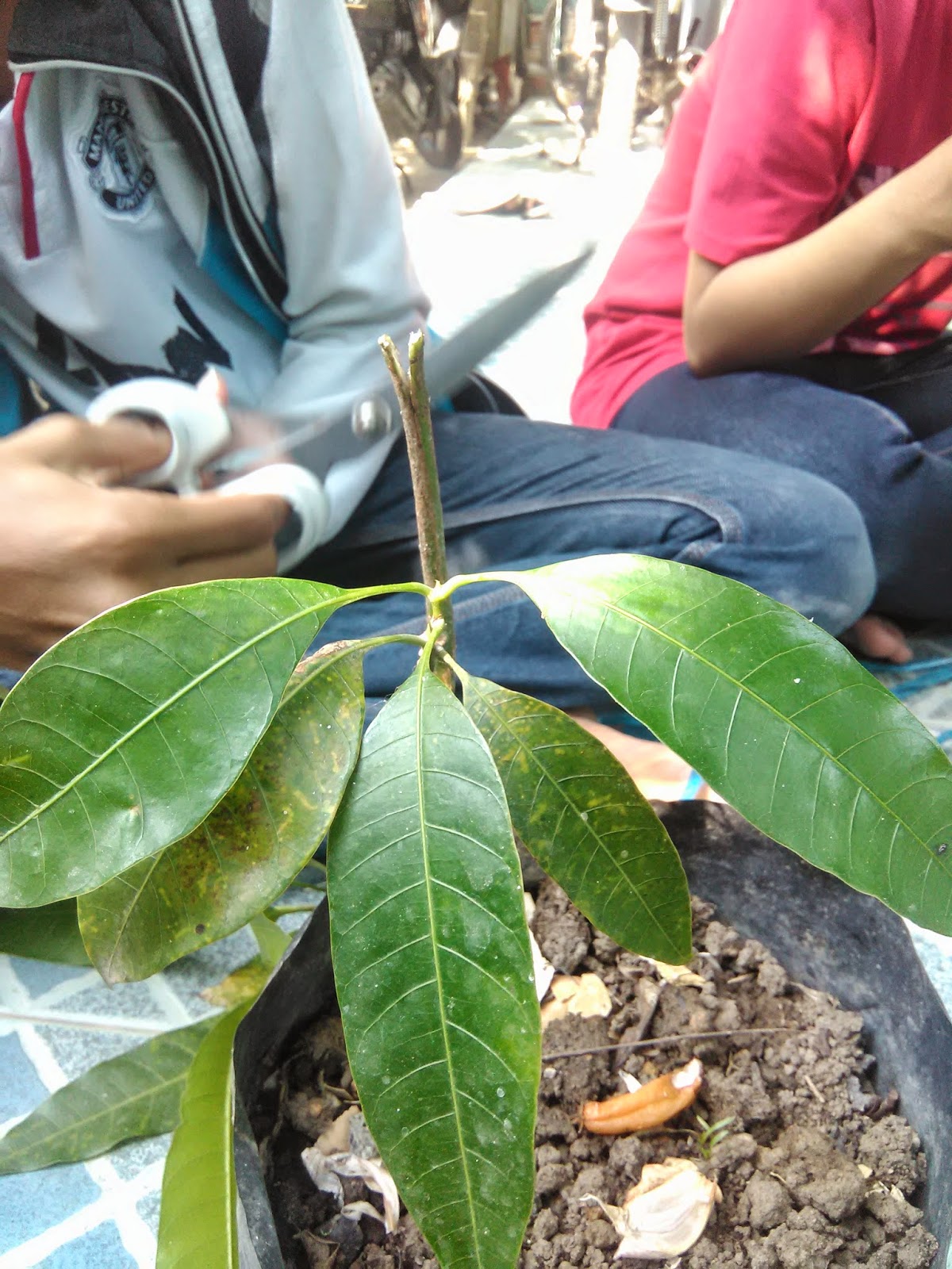 Metode Mengenten (vegetatif buatan) ~ NEVER GIVE UP