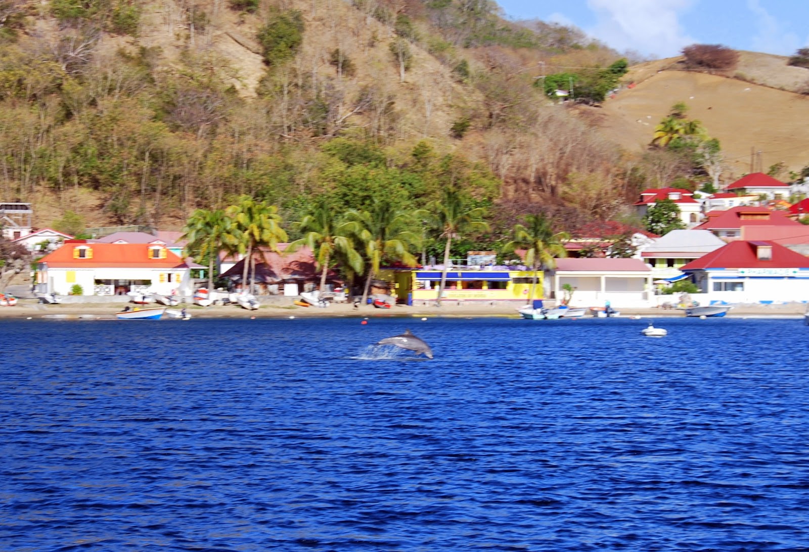 rencontre dauphins martinique