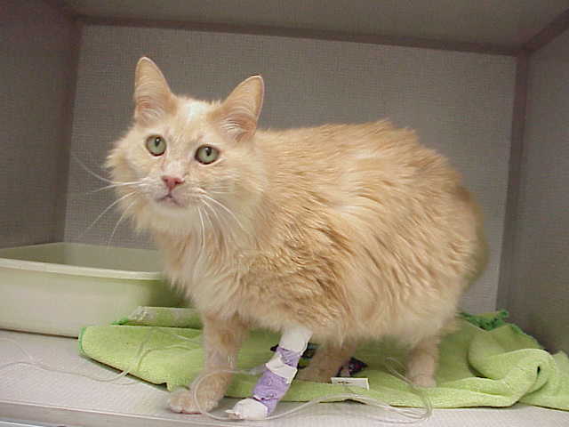 cats chemotherapy