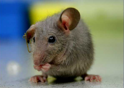Images Of Mice