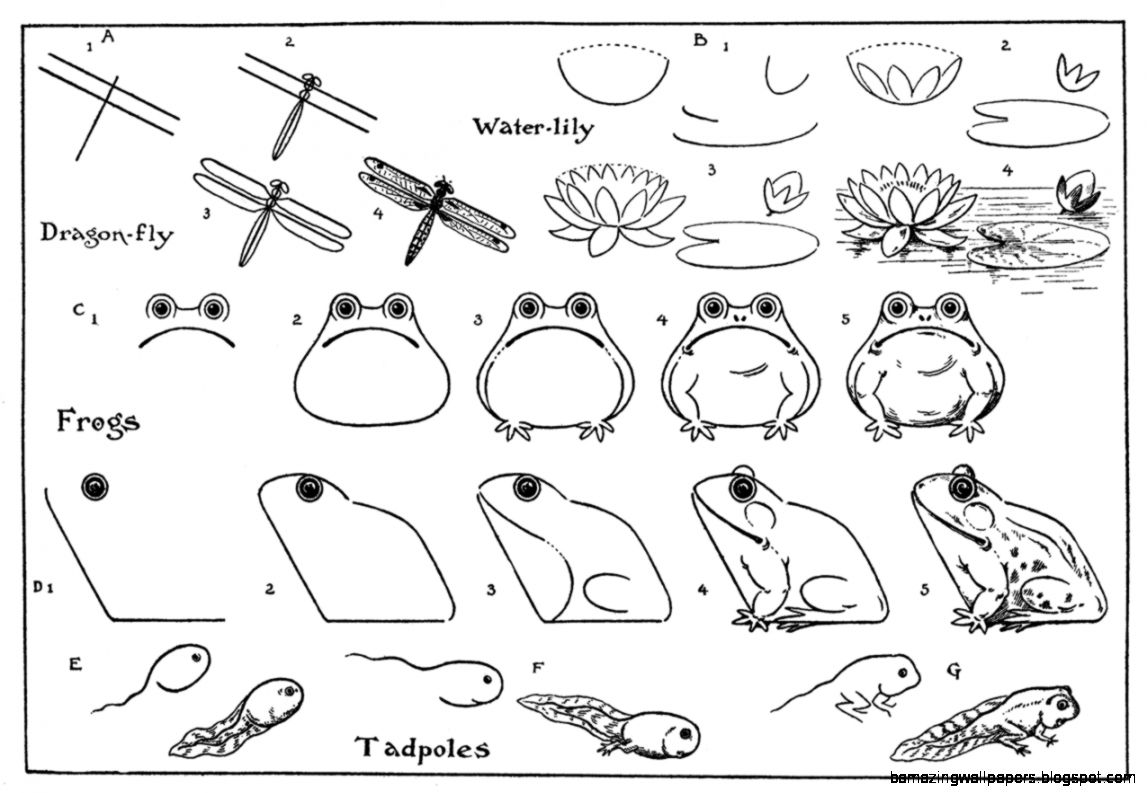 Easy Step By Step Drawings Of Animals Pictures c photos and Easy Step By Step Drawings Of Animals Pictures c photos and