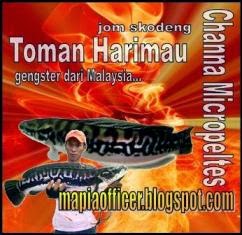 Malaysian Mafia @ Giant Snakehead