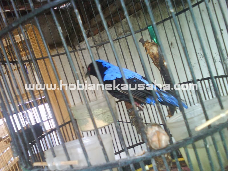 jual cucak biru harga jual hobi aneka usaha jual cucak biru harga jual hobi aneka usaha