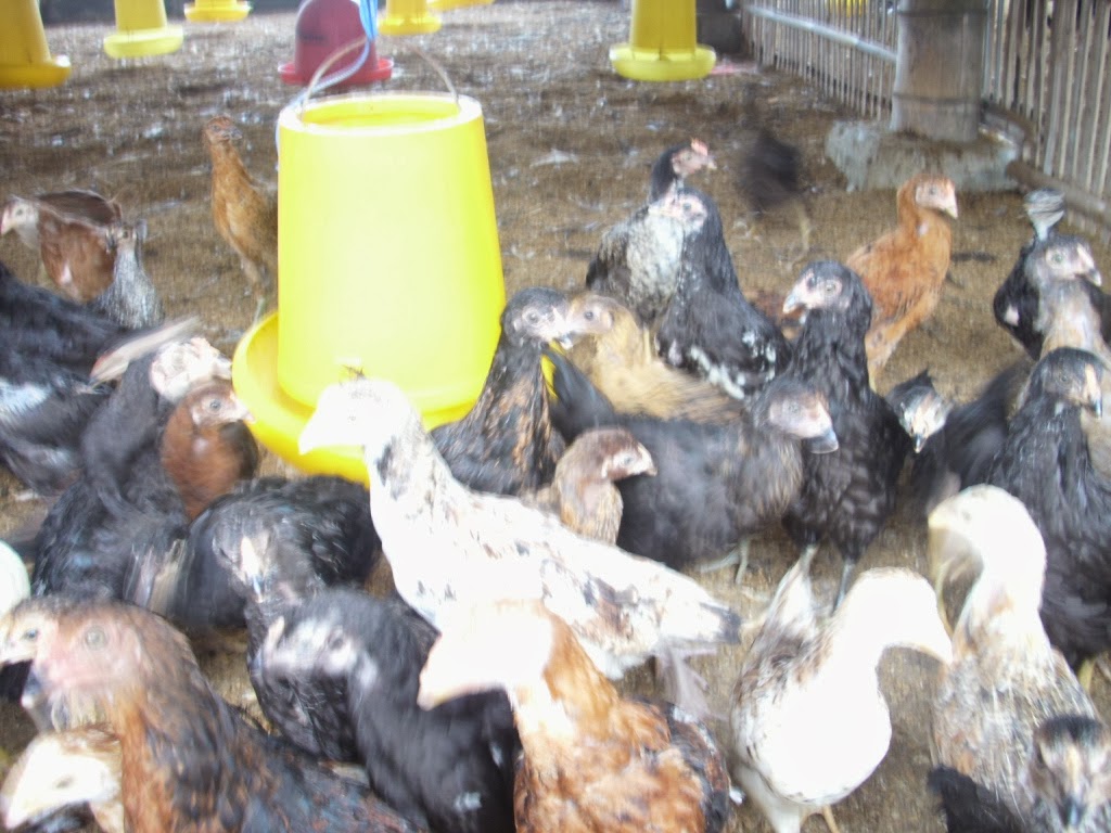 Drh Teguh Handoko Mengenal Penyakit Dan Parasit Pada Hewan Unggas