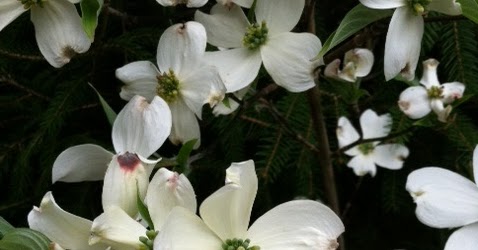 Laurel Springs Nursery: Photos