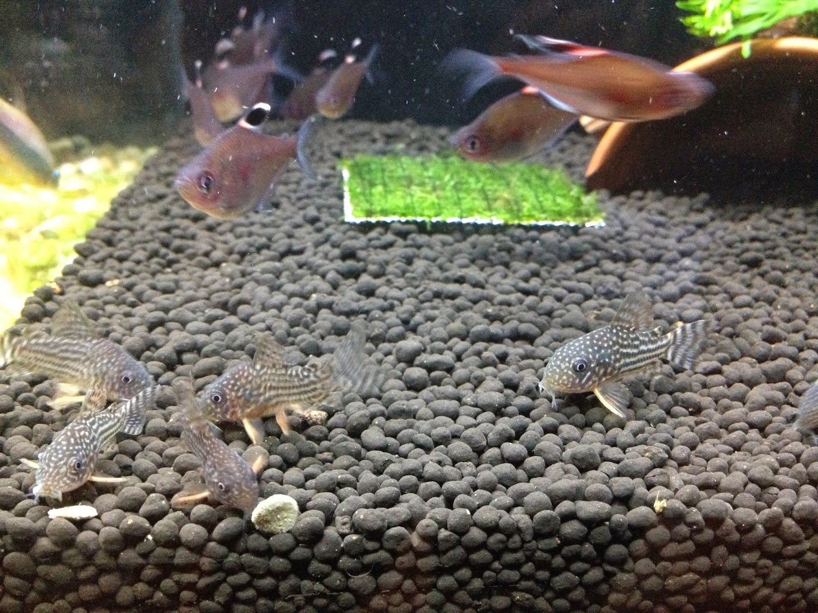 Aqua View Design Bottom Feeder Corydoras Catfish
