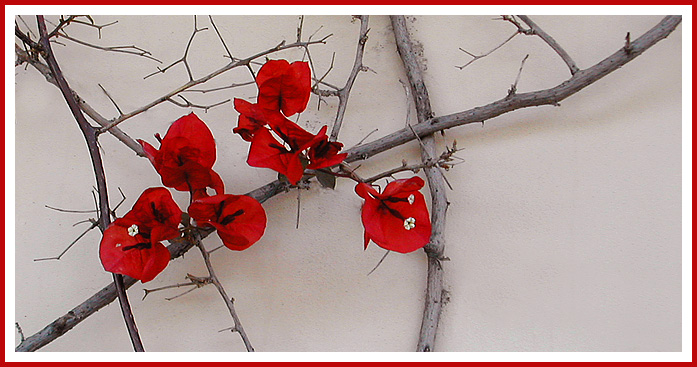Japanese Red Flower