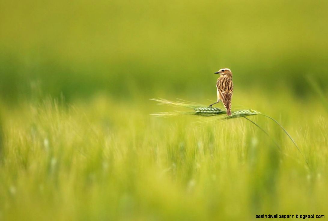 Nature Photography Photo Contest Free Best Hd Wallpapers Nature Photography Photo Contest Free Best Hd Wallpapers