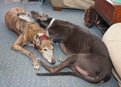 Crandall and Bettina greyhound