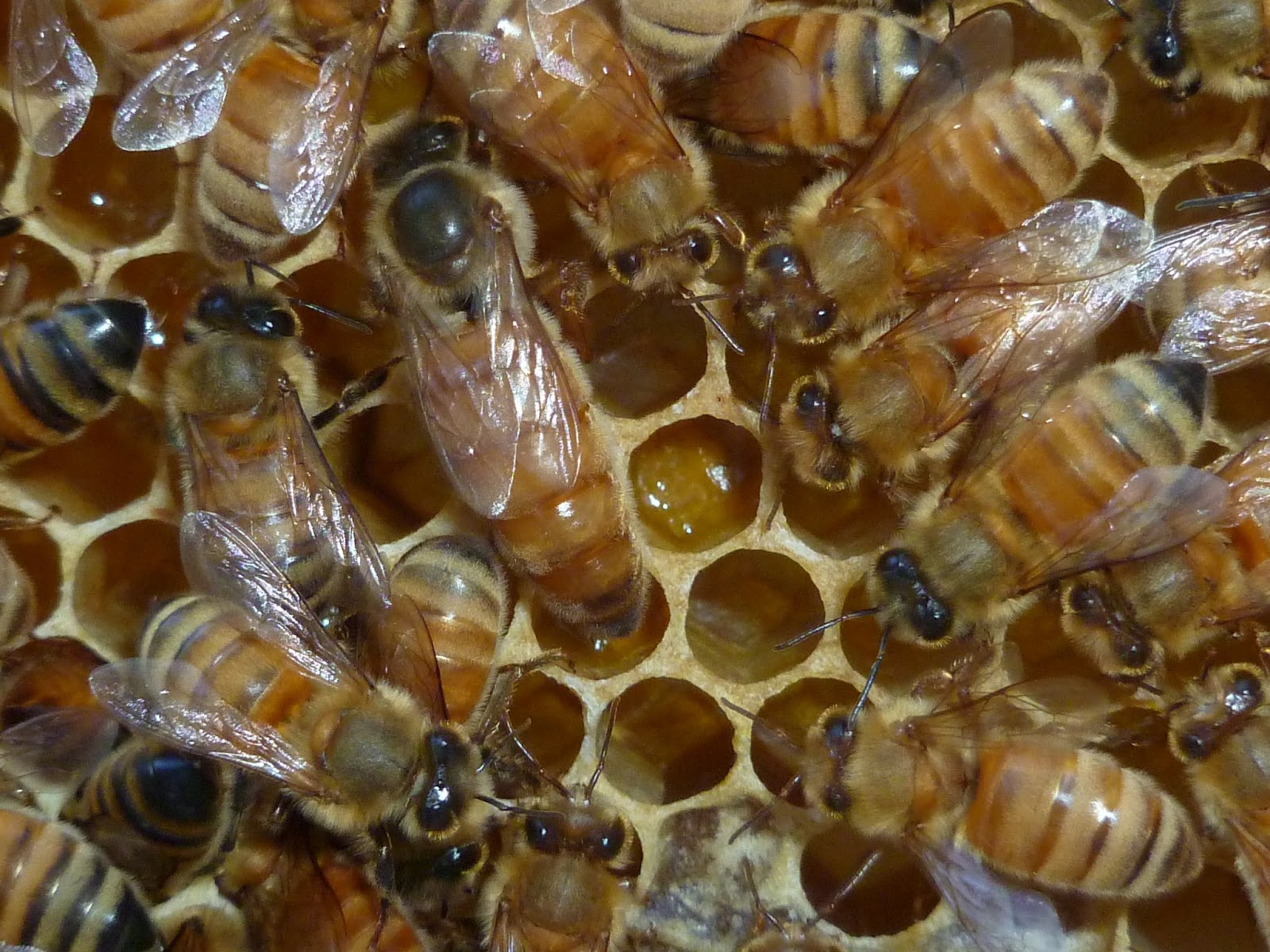 Arching Shrub Stock Photos Arching Shrub Stock Images Page 2