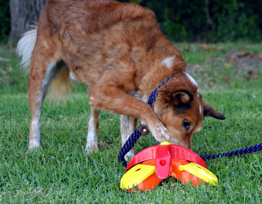Kyjen Jigjaw Glider Puzzle Dog Toy Game Hidden Hide Treat Mental