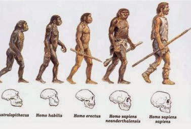 Evolución del ser humano homo habilis,sapien,erectus,denisovano,neandertal,