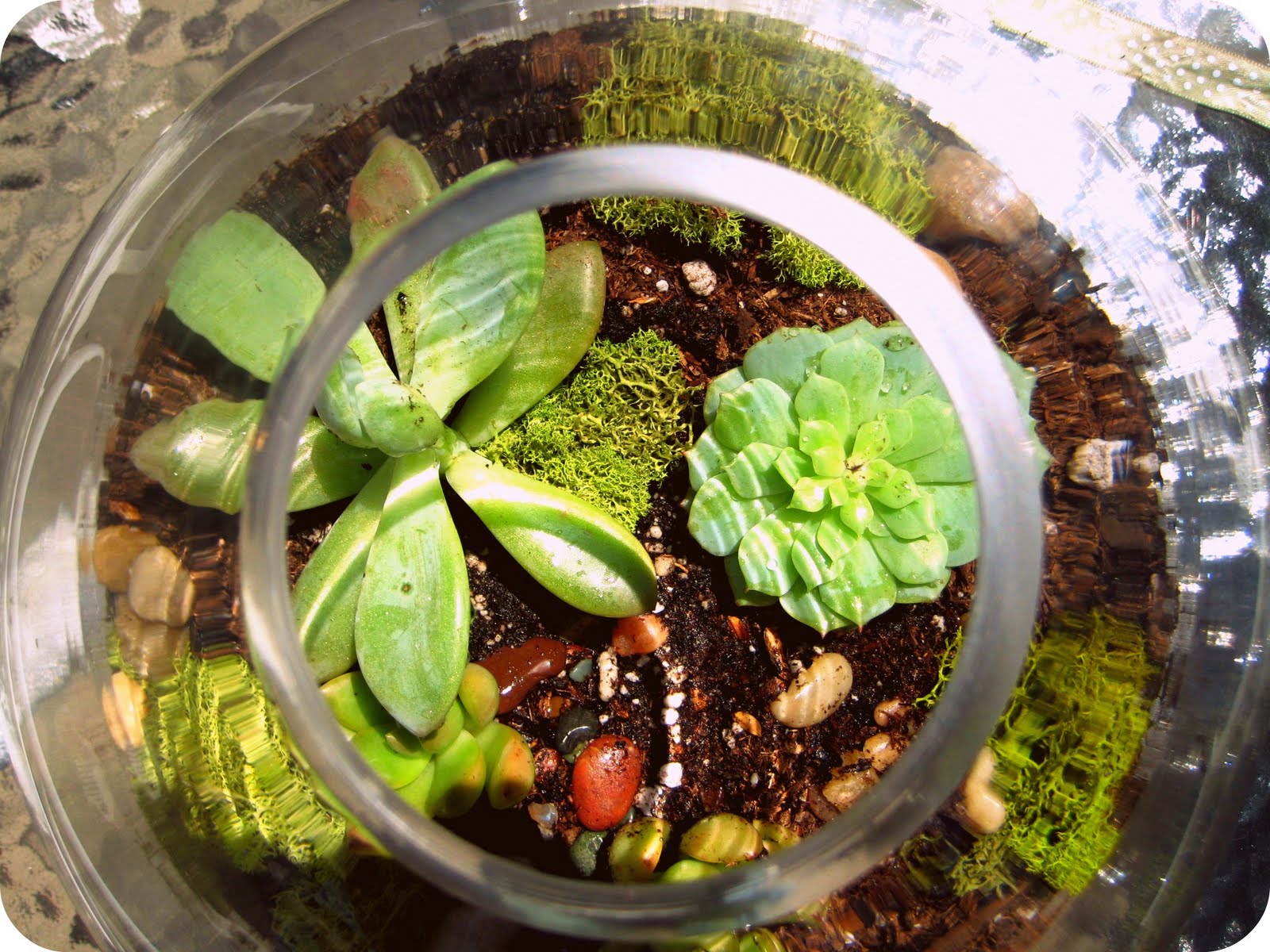 Give me all the flowers. Build Your Own Terranium, Wait I Mean Terrarium