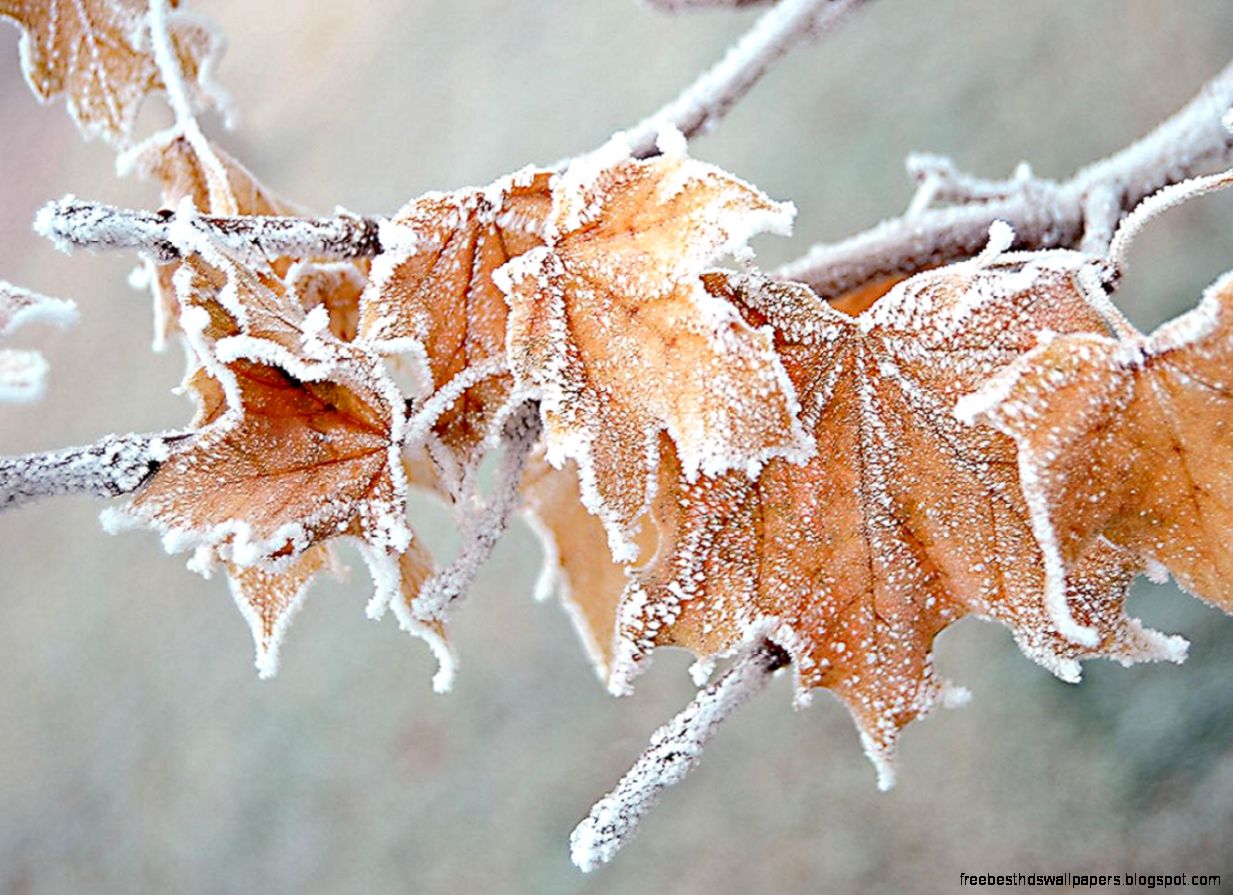 Frozen Leaves wallpaper Frozen Leaves wallpaper