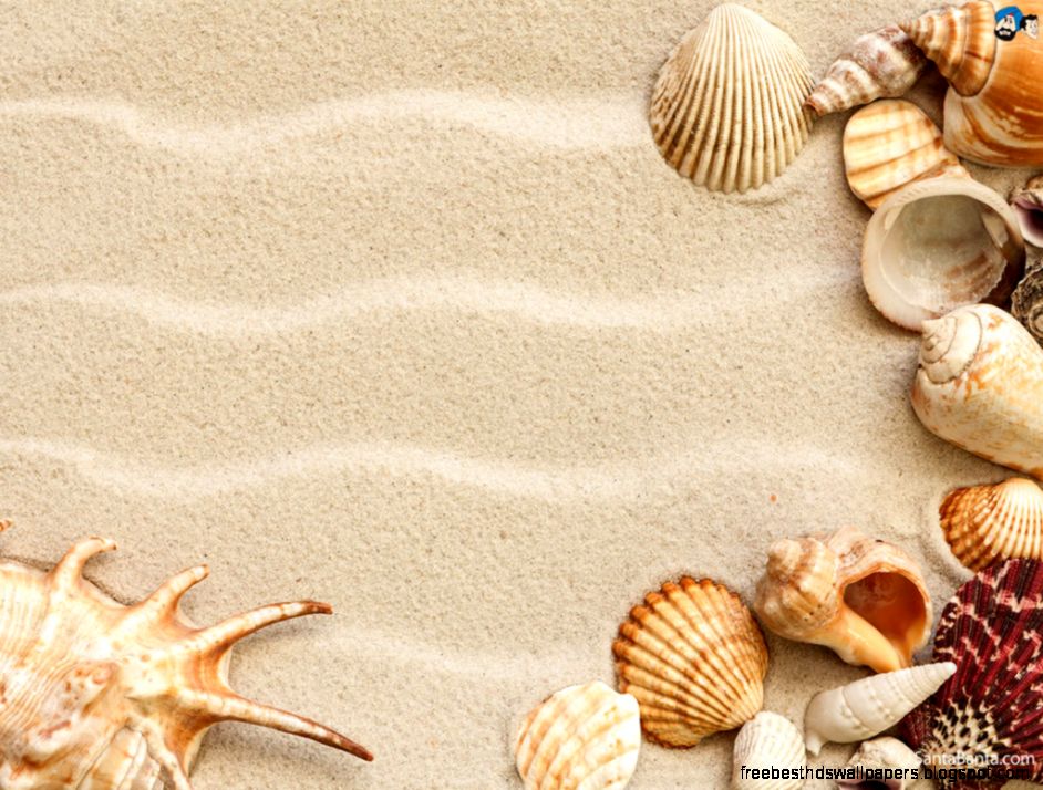 Seashells Wallpaper 25 Seashells Wallpaper 25