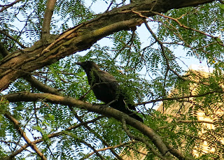Crow, Sunday, July 20, 2014, 5:31:10 PM