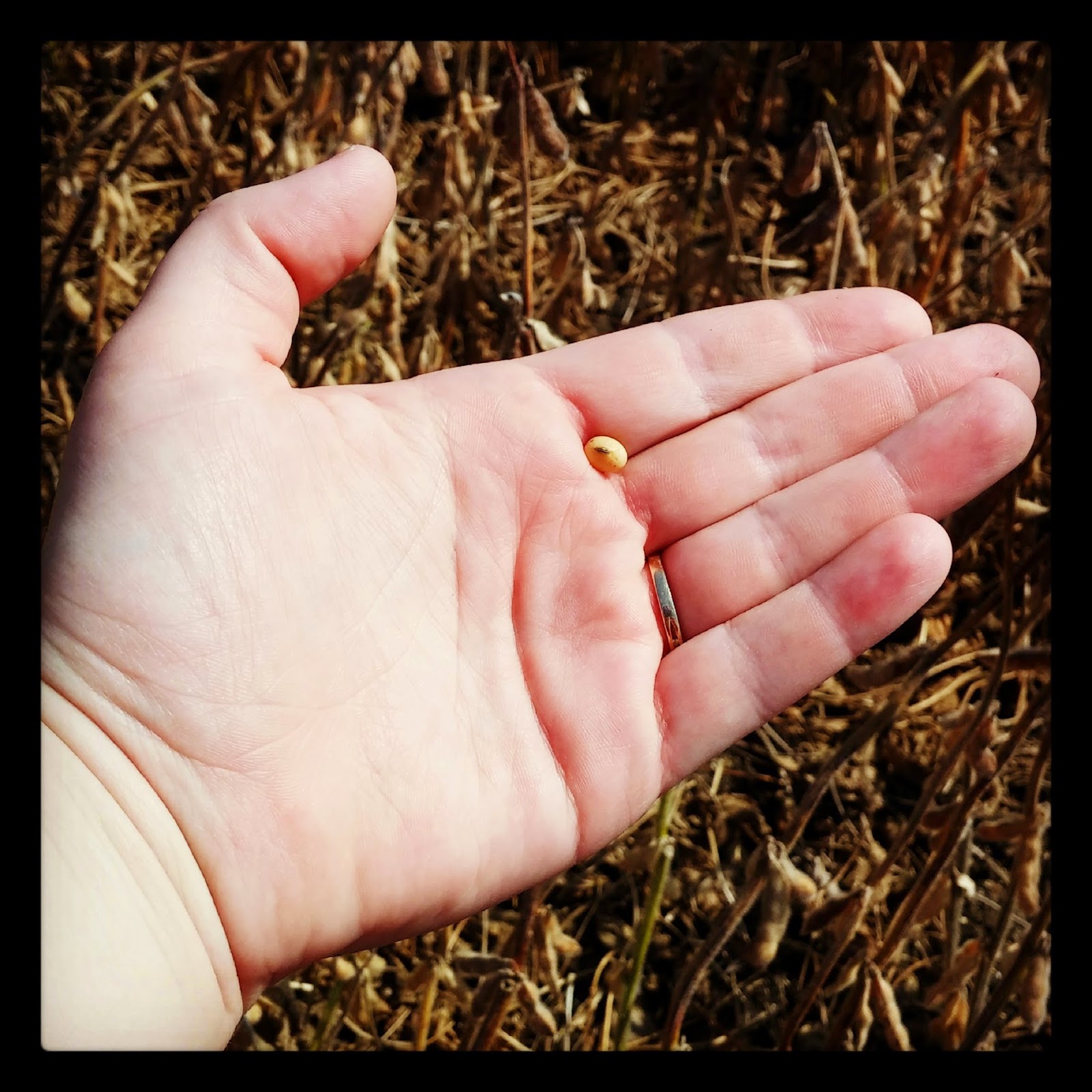 Corn, Beans, Pigs and Kids 31 Days from a Tractor Seat