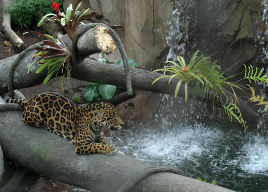 Visit to Woodland Park Zoo | hour, jobs, map, admission.:Choice Your