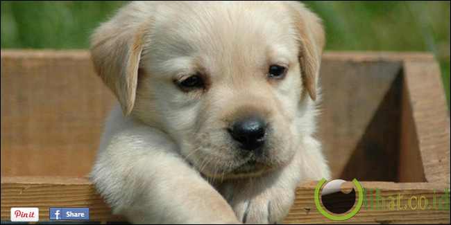 Pemakan 'bangkai' Pemakan 'bangkai'