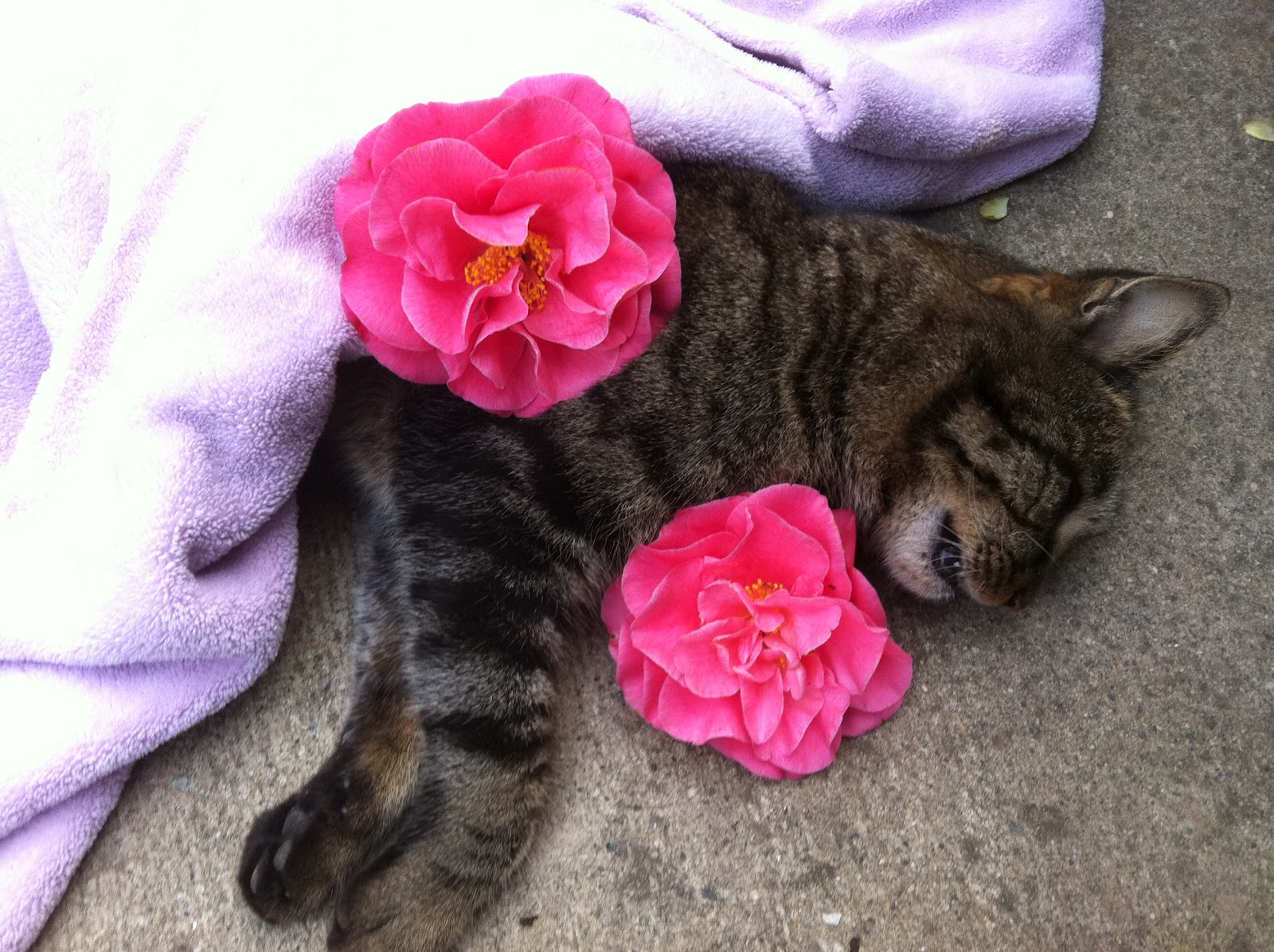 Bella Before and After Why GOD, Why? I ran over my cat today!!!!!