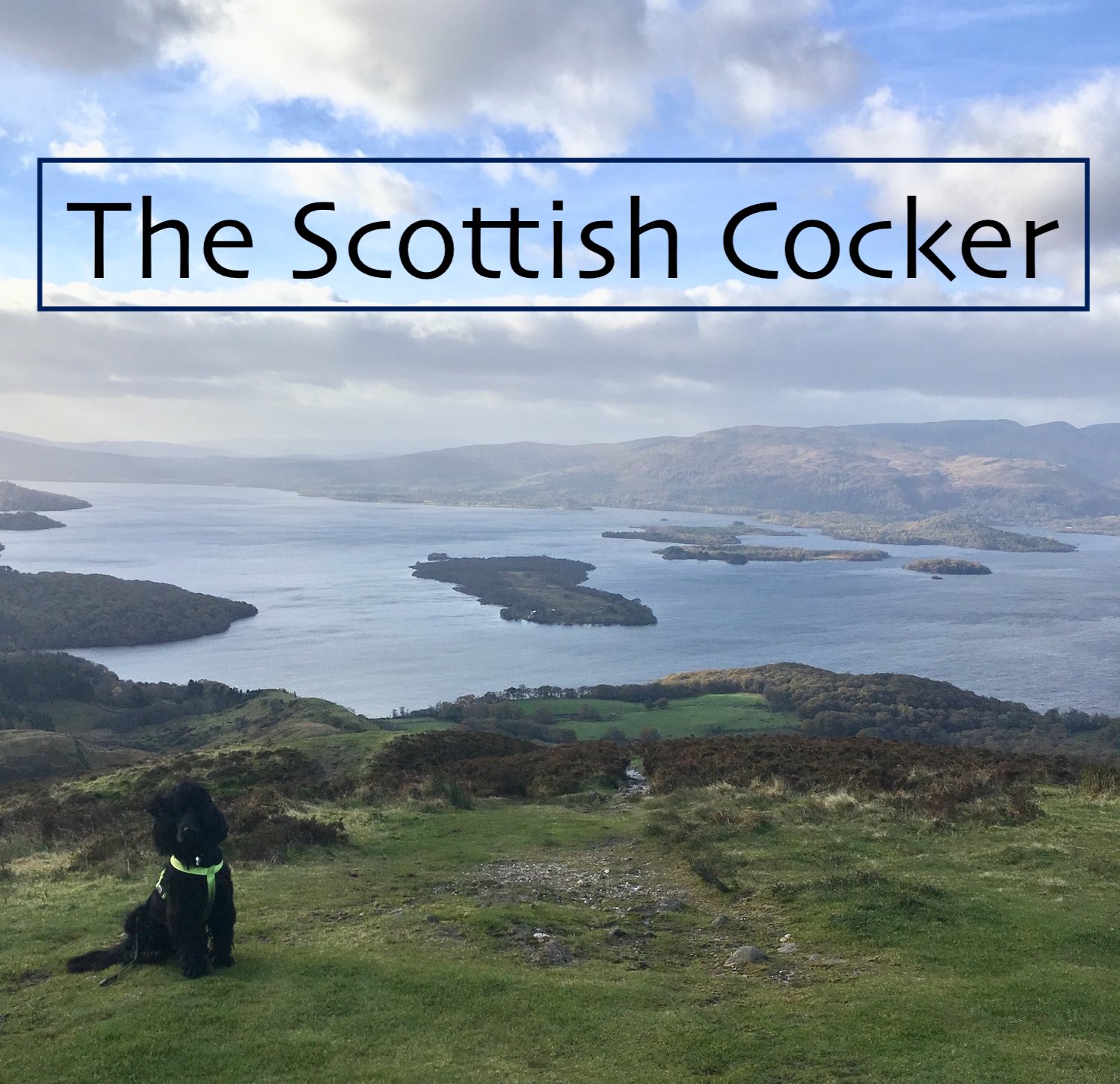 The Scottish Cocker