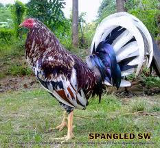 73+ Gambar Ayam Filipina Segel Terbaik 73+ Gambar Ayam Filipina Segel Terbaik