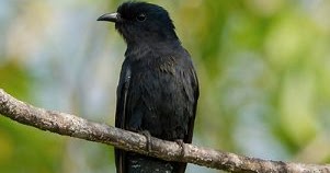 37++ Jenis burung kedasih hitam terbaru