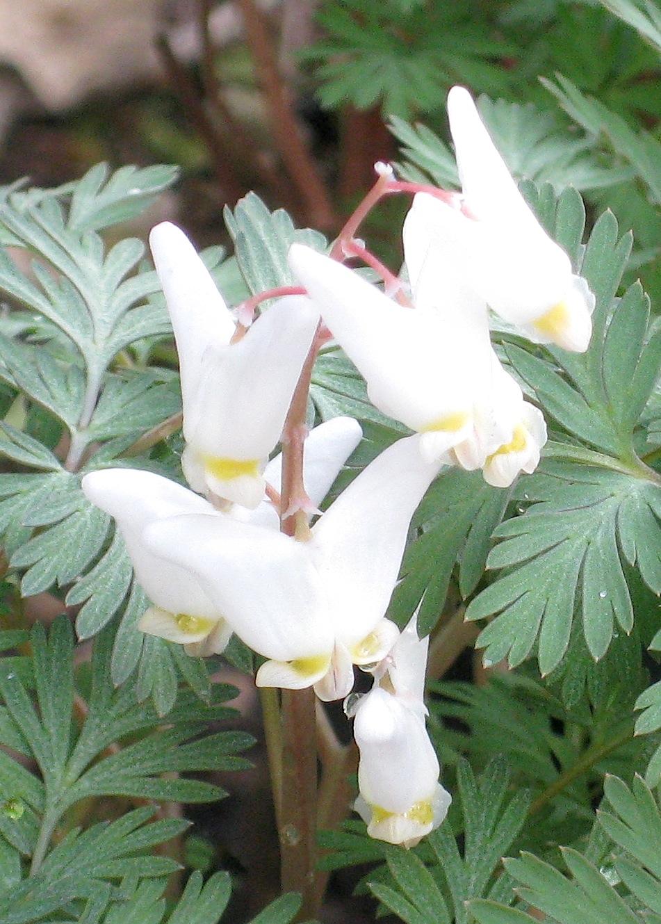 Roger Brook the no dig gardener Dicentra cucullaria, Dutchman’s breeches