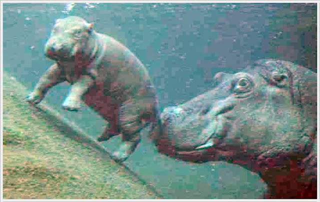 Baby Hippo Born in Berlin Zoo Seen On www.coolpicturegallery.us