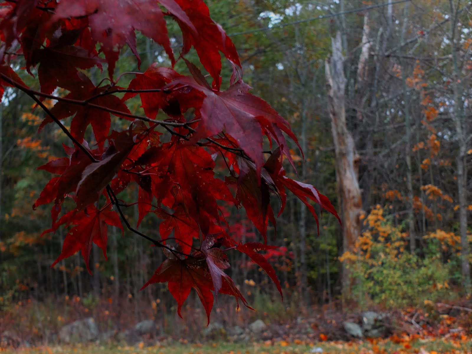 New Hampshire Fall 2015