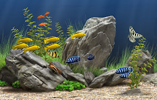 Establish an Aquarium Environment