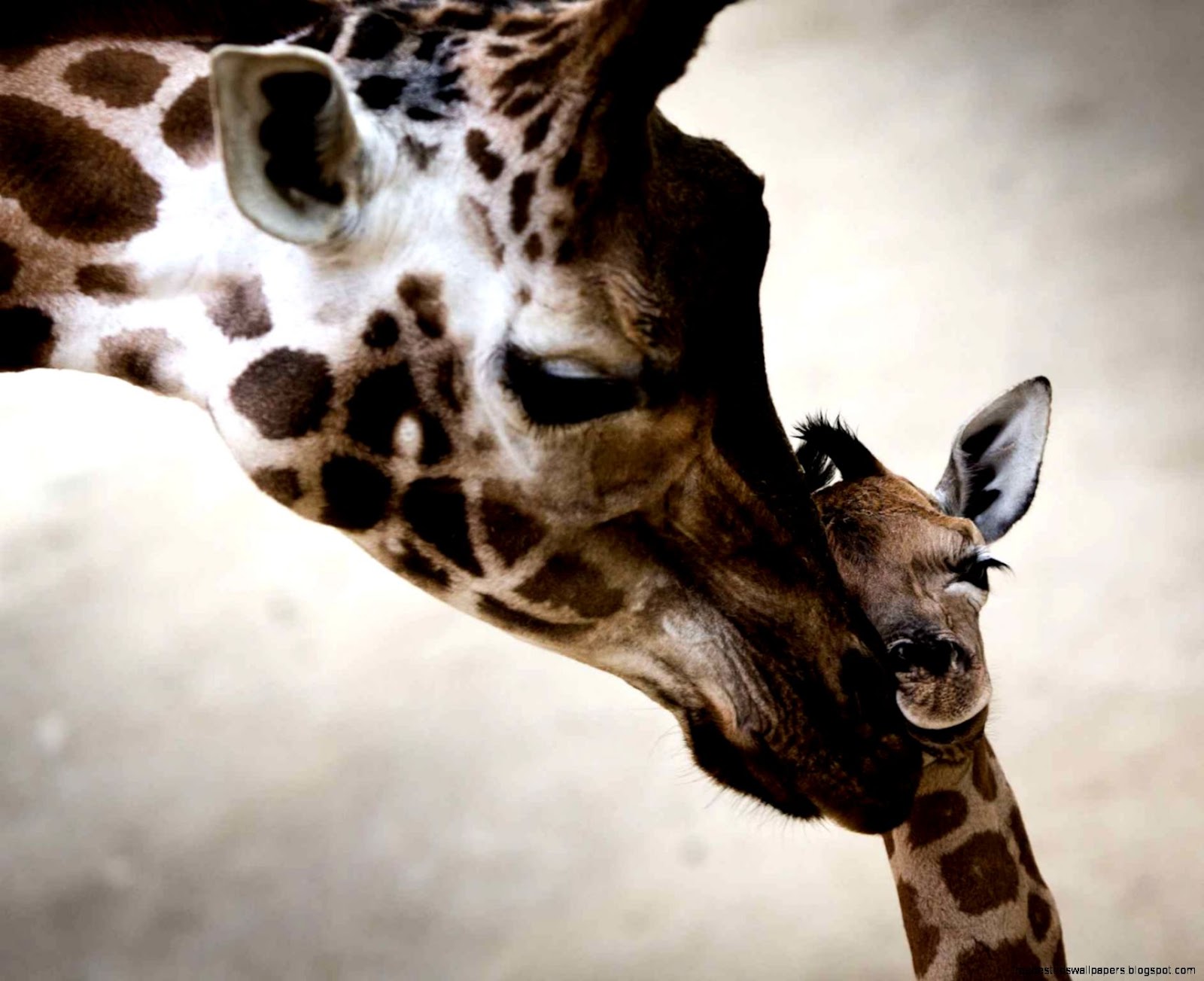 Les plus belles images danimaux 2014 Image 29 sur 32 Les plus belles images danimaux 2014 Image 29 sur 32