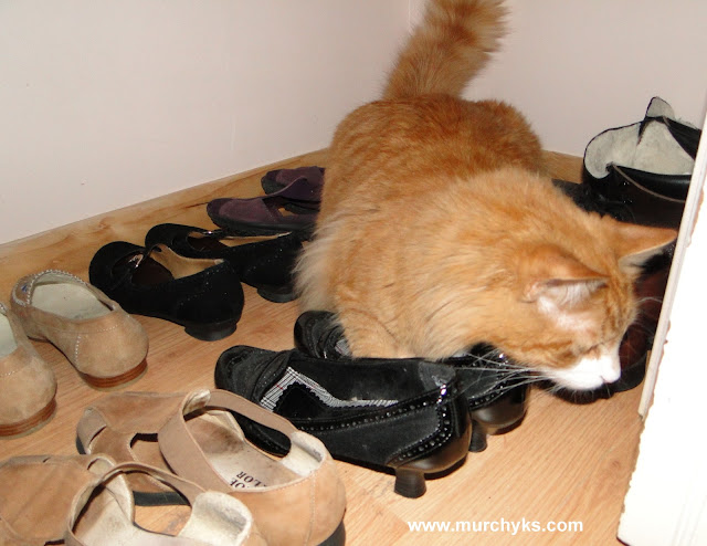Cat and Shoes