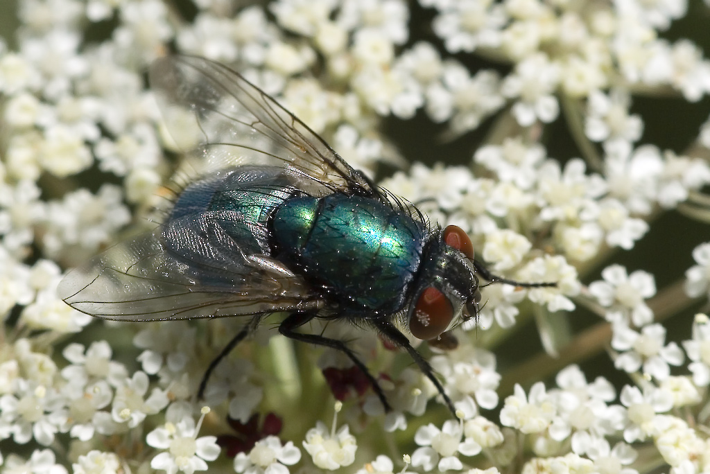 Invertebrados de Huesca Lucilia sp (mosca verde de la carne)