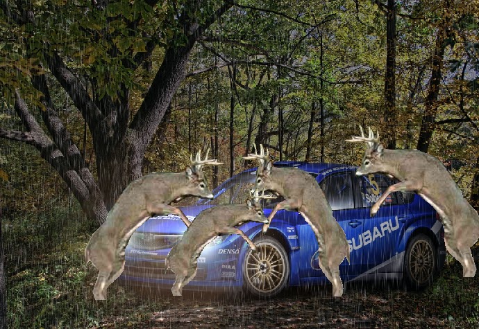 DEER IN MY CAR deer in my car: