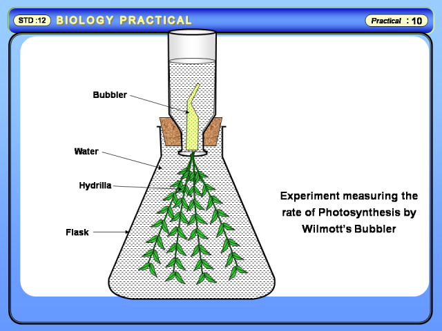 General information about hydrilla and photosynthesis biology essay picture