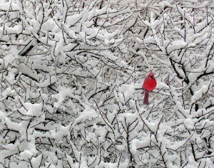 Cardinal In Snow