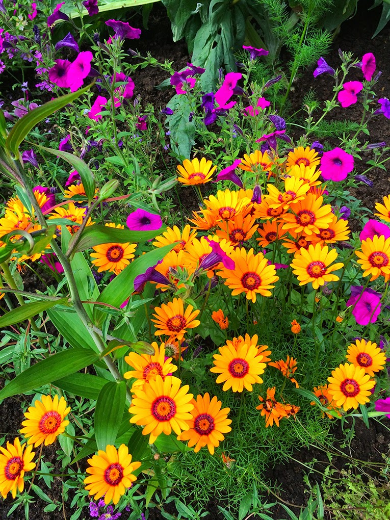 Linda Cochran's Garden: Orange Is The New White aka Ursinia Anthemoides