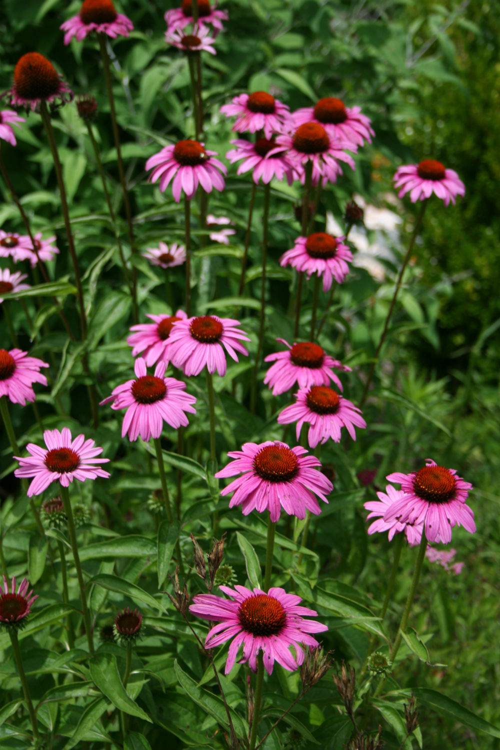 Seven Oaks, Home and Garden Joy Growing Coneflowers