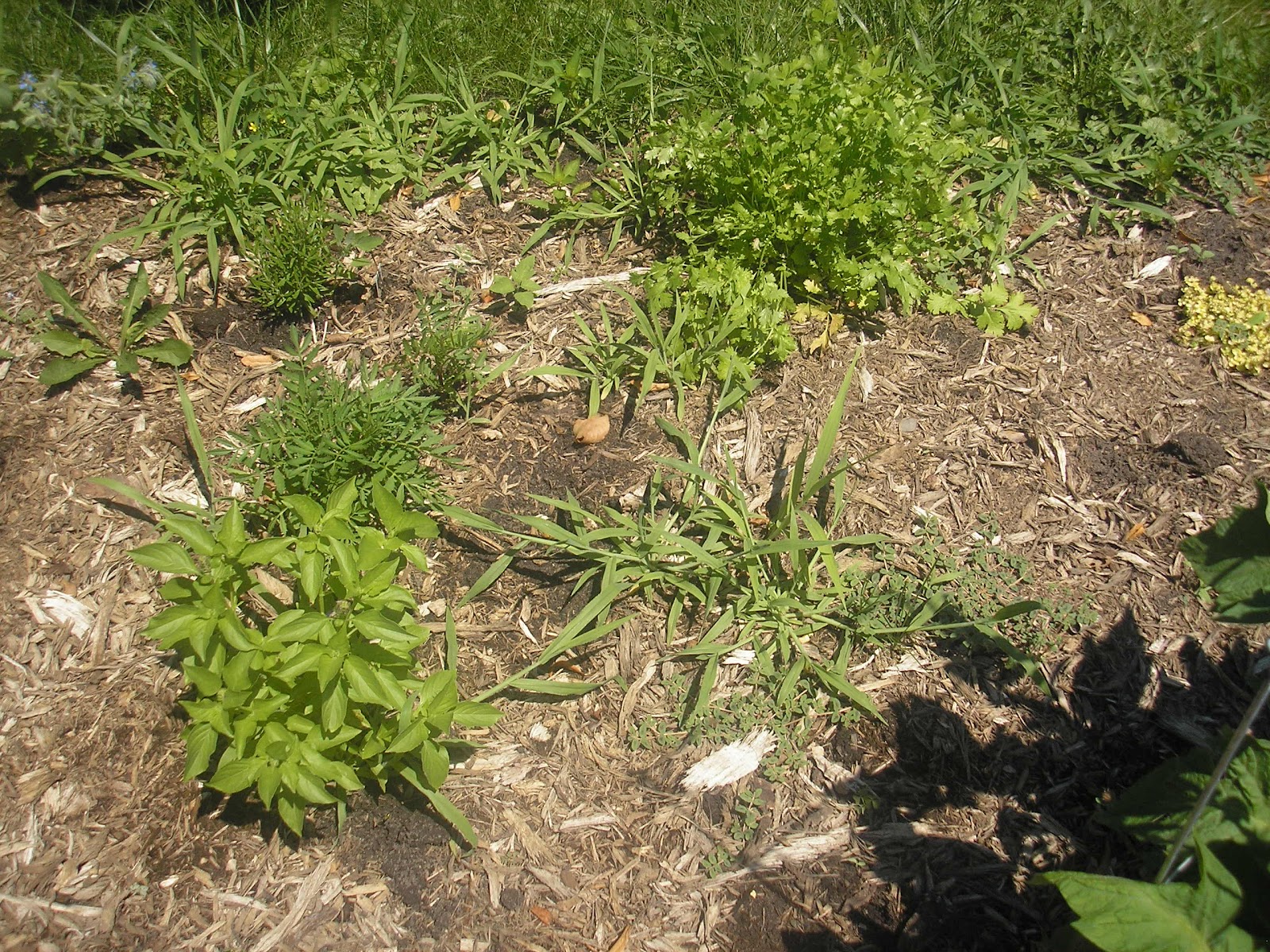 Weeds Photoshoot