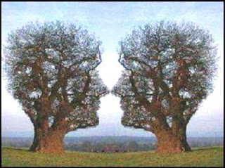 Unbelievable Tree Optical illusion picture 2012