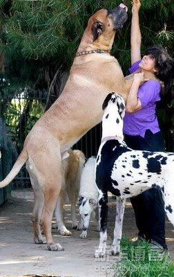 ANJING RAKSASA TERBESAR Di Dunia BERBOBOT 90Kg: Anjing Terpanjang 210Cm Yang Masih Hidup Saat Ini