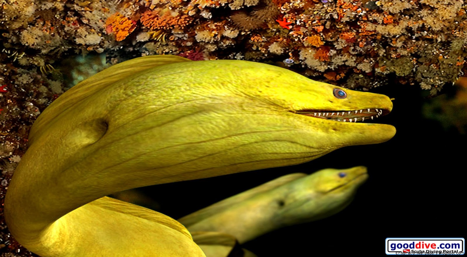 Green Moray Eel Green Moray Eel