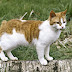 Size and Weight of Manx Cat