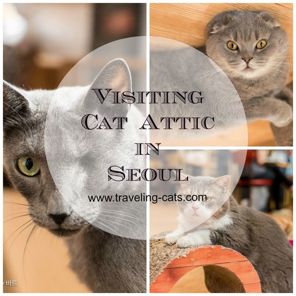 Cats from Seoul {South Korea} Traveling Cats Travel Pictures of Cats